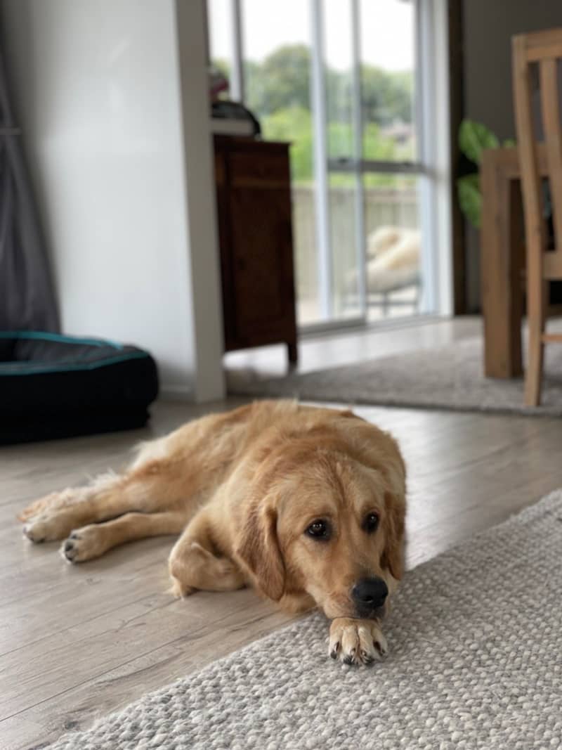 Luna is a two-year-old golden retriever who lives on Auckland’s Hibiscus Coast.
