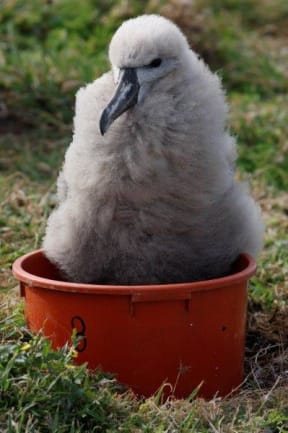 Fluffy albatross chick sitting on a flower pot filled with peat