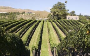 Hawke's Bay vineyard.