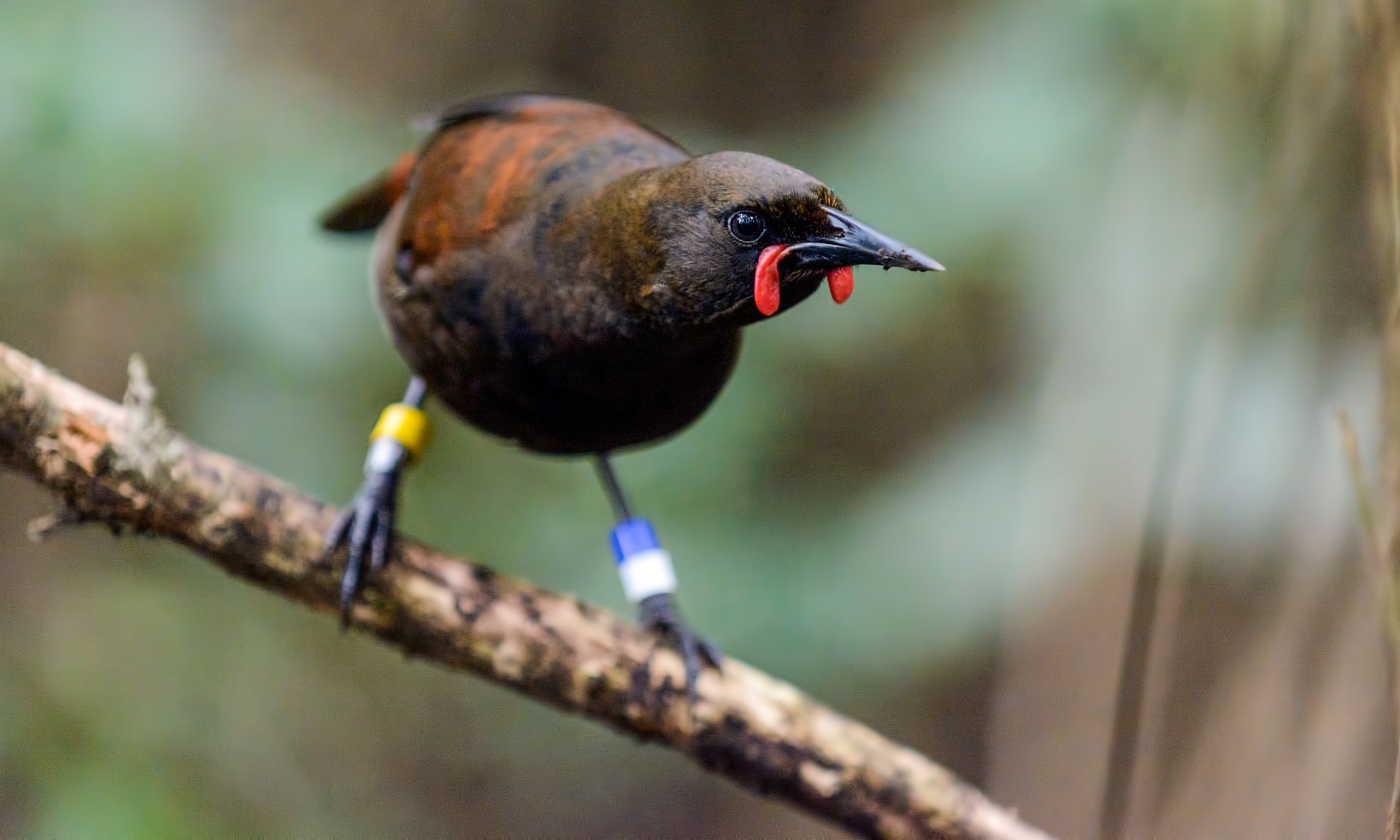 A juvenile saddleback (tieke)