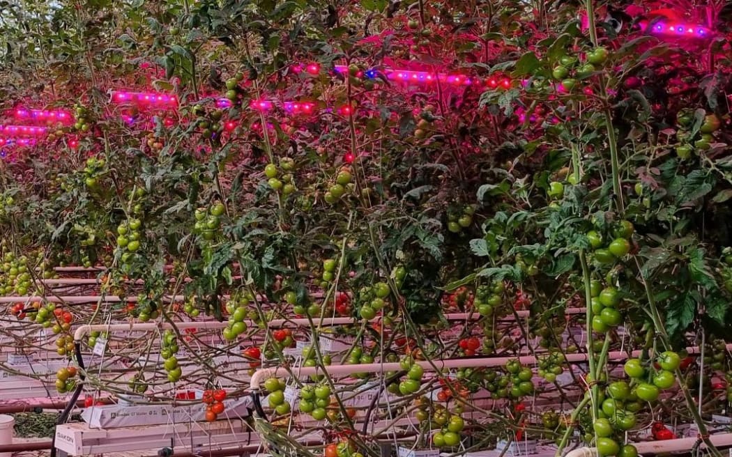 Tomatoes growing in a greenhouse.