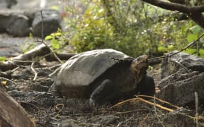 This photo released by the Galapagos National Park shows a Chelonoidis phantasticus tortoise at the Galapagos National Park in Santa Cruz Island, Galapagos Islands, Ecuador, Wednesday, Feb. 20, 2019.