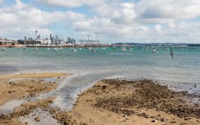 Hobson Bay Beach, Auckland.
