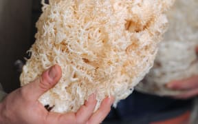 Pekepeke-Kiore, or Lion's mane mushroom