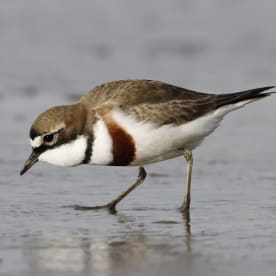 Photo for Banded Dotteral
