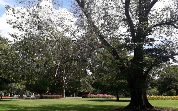 A tree at the Auckland Domain with Dutch elm disease which will be removed on 29 January 2019.