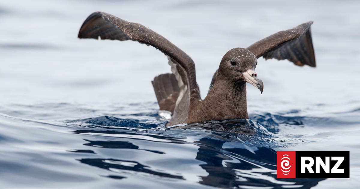 Scientist issues plea for fishers to watch out for seabirds returning from migration