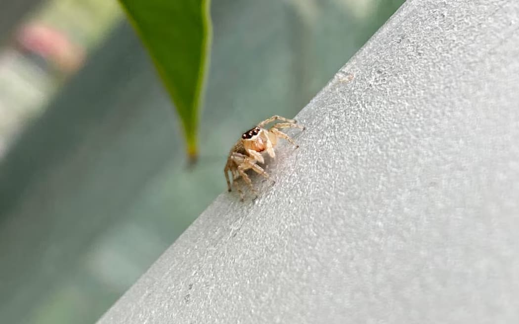 Jumping spider