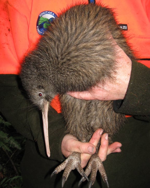 Brown kiwi Otautahi.