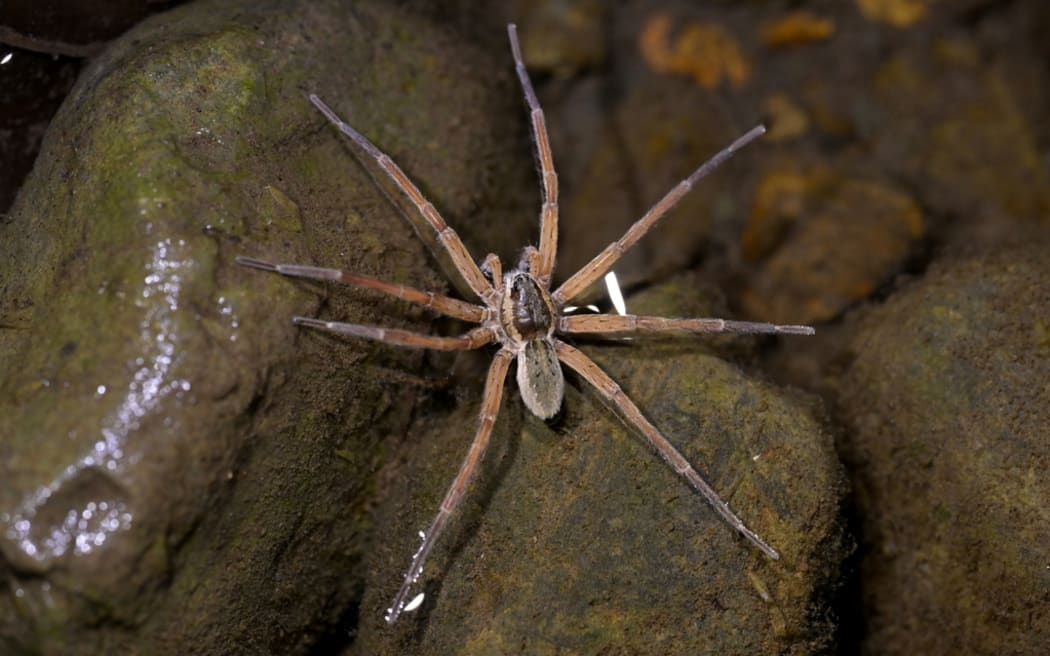 Photo of a water spider