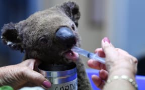 A dehydrated and injured koala receives treatment at the Port Macquarie Koala Hospital on 2 November, 2019, after its rescue from a bushfire.