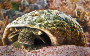 Cook's Turban snail from The Collins Fieldguide to the New Zealand Seashore