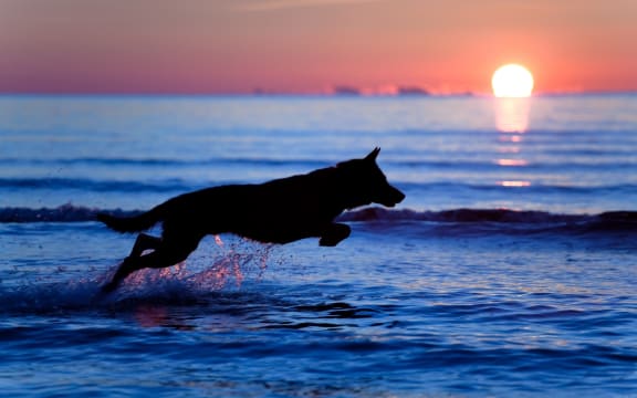 The proposed changes would extend the season ban length, but allow dogs before 10am and after 7pm.