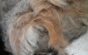 Machine-plucked possum fur