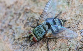 Cluster fly