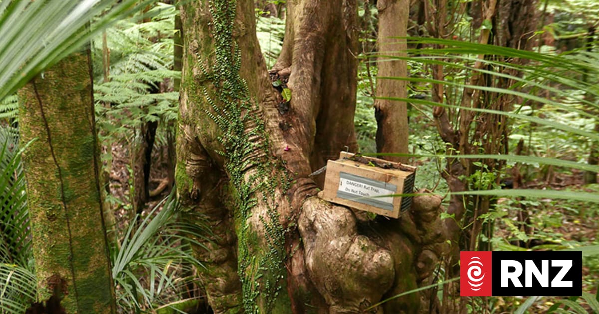 Fallen tree creates rat bridge over Tarapuruhi Bushy Park's predator ...