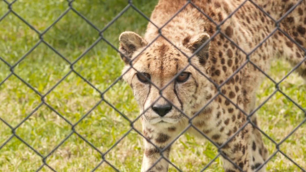 A cheetah at Whangārei's revived Kamo Wildlife Sanctuary.