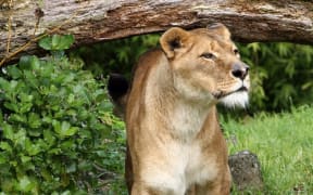 Female lion Sheeka at Auckland Zoo.