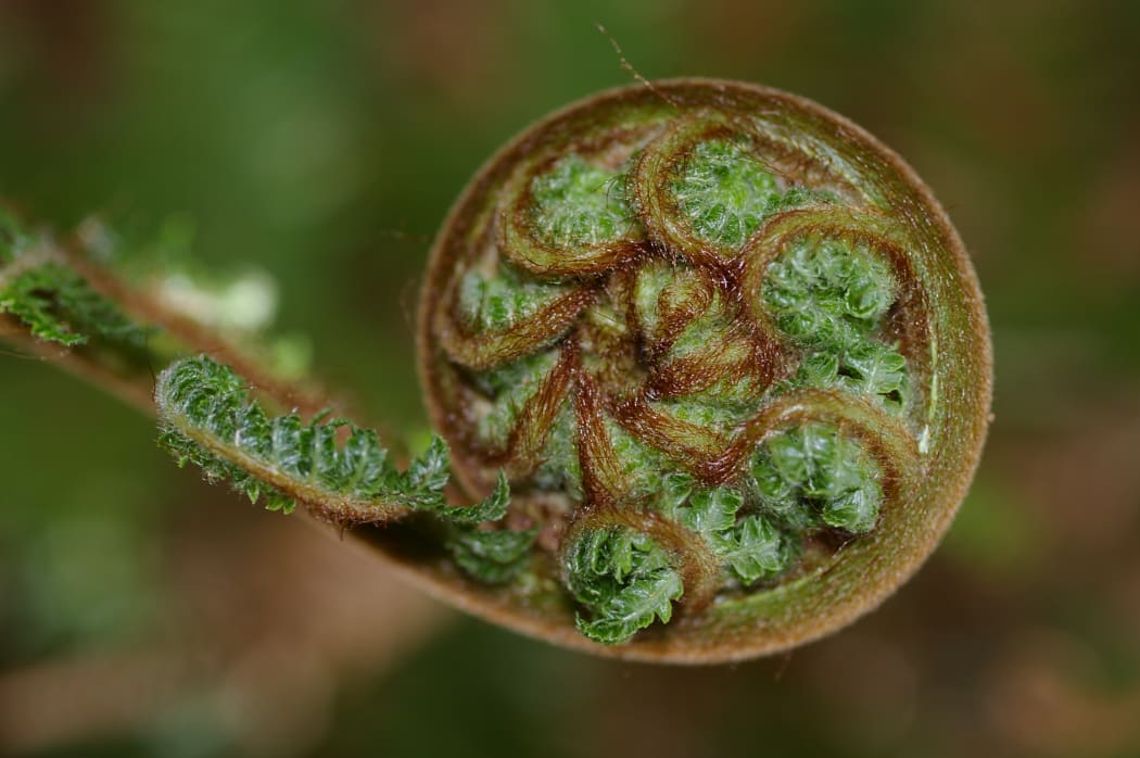 Koru unfurling