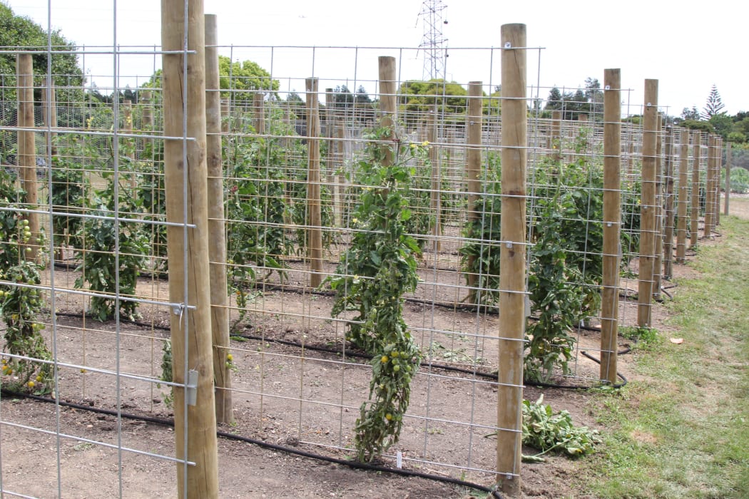 Thirteen varieties of tomatoes are being tested for their performance in Auckland Conditions at Auckland Botanic Gardens this summer.