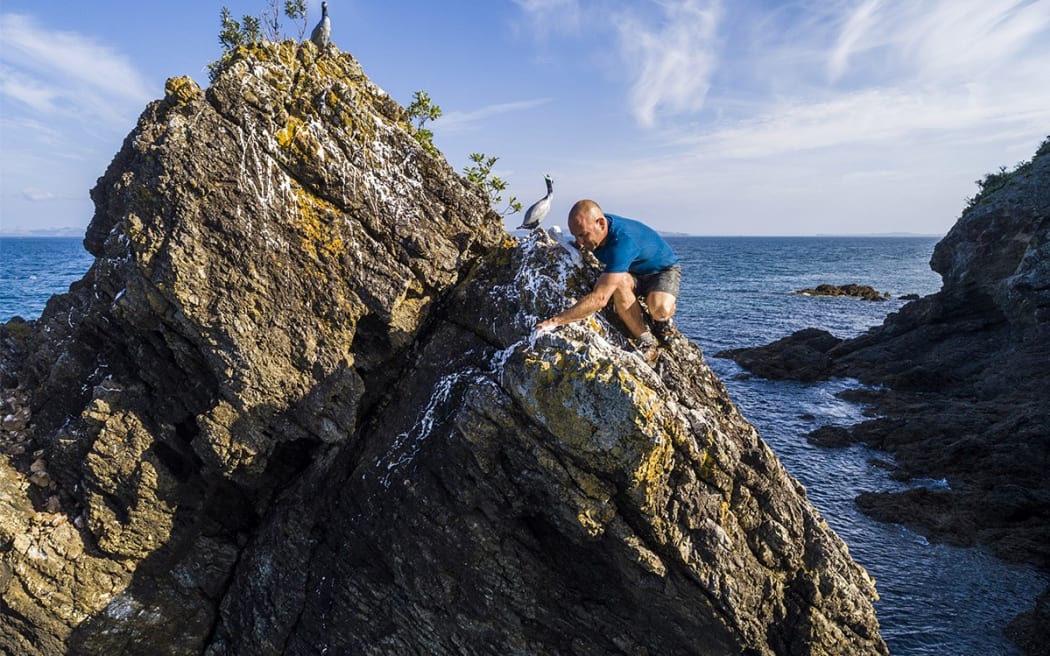 Matt Rayner applies fake poo among 3D printed dummy shags on the Noises Islands in the Hauraki Gulf.