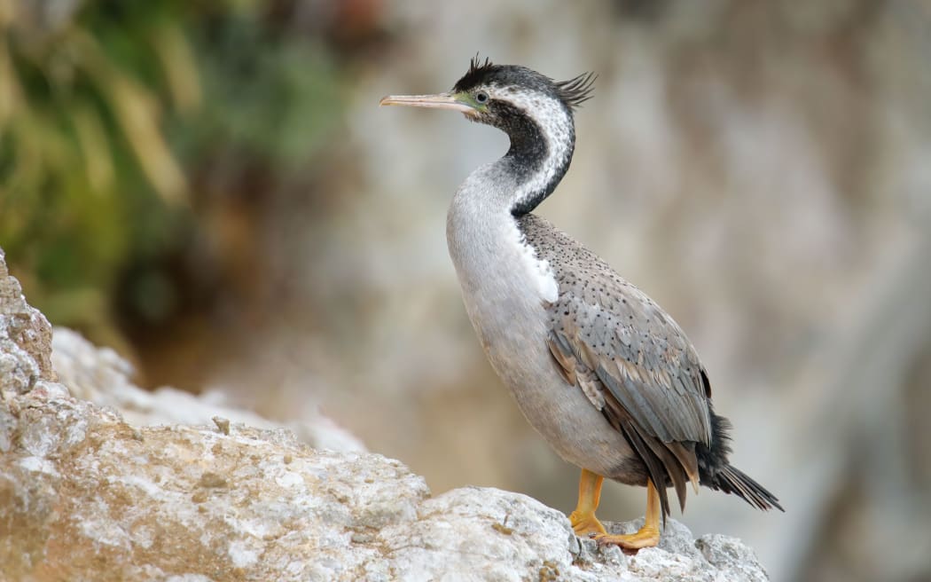 Spotted shag (Phalacrocorax punctatus) at Taiaroa Head, Otago Peninsula, New Zealand. It is endemic to New Zealand.
