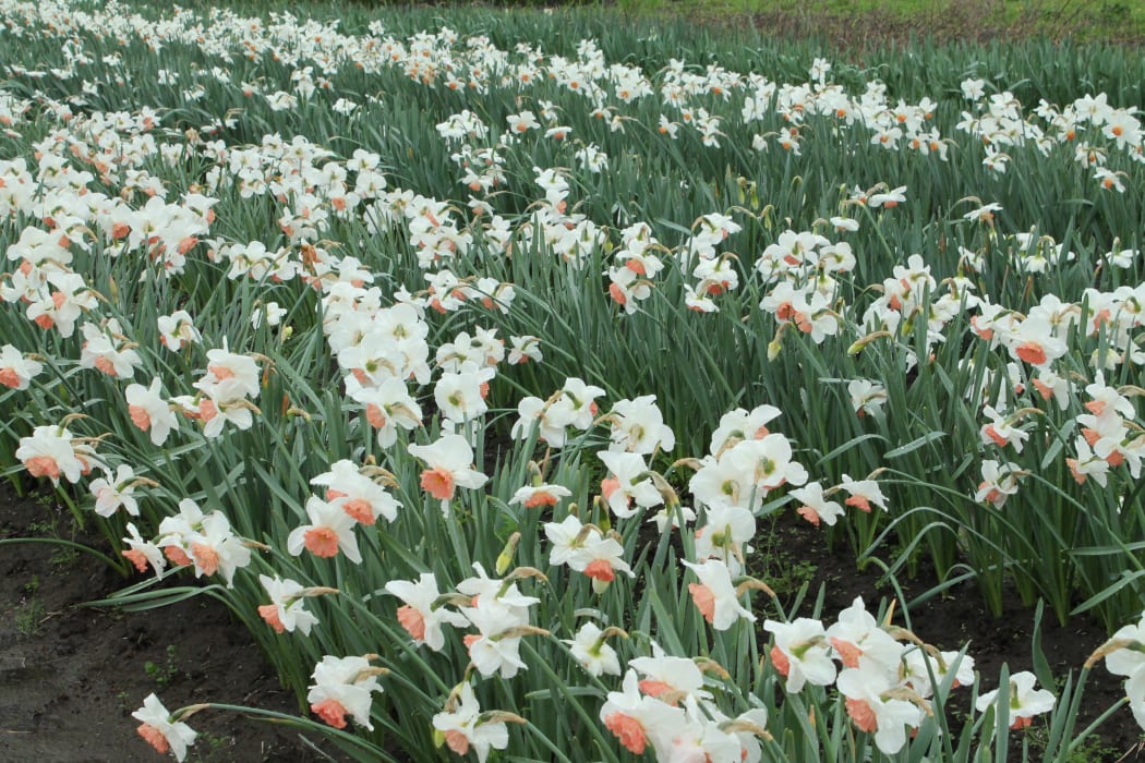 Daffodils in Gordonton, Waikato.