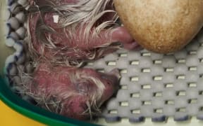 Kuia One - the first Fiordland kakapo chick produced by Kuia