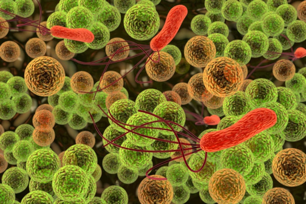 Gut Bacteria