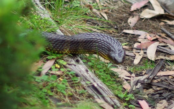 A tiger snake