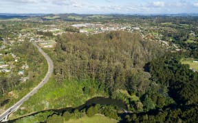 A roughly 24ha block of gum trees between the Heritage Bypass (left), Kerikeri River (bottom) and the town centre has long formed part of Kerikeri's skyline.