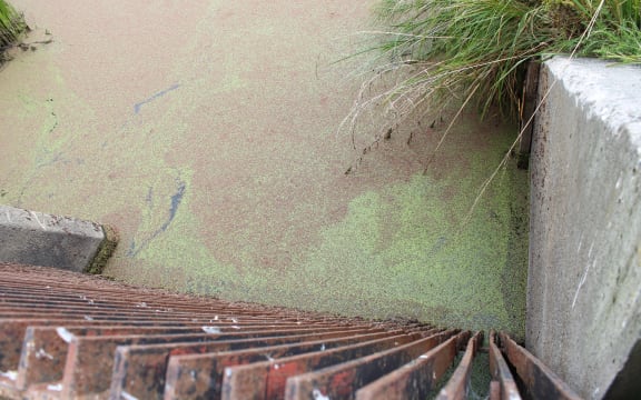 Water going through the Osborne Drain to Te Waihora/Lake Ellesmere.