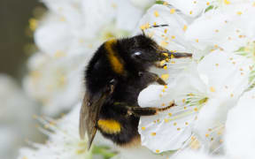 The plight of the brainy bumble bee