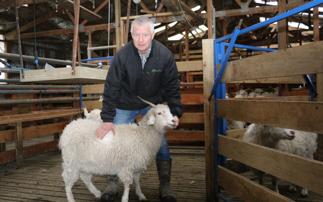 Cashmere goats on David Shaw's farm in South Otago