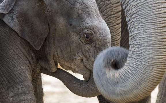 A three week old calf in herd of Asian elephants / Asiatic elephant (Elephas maximus).