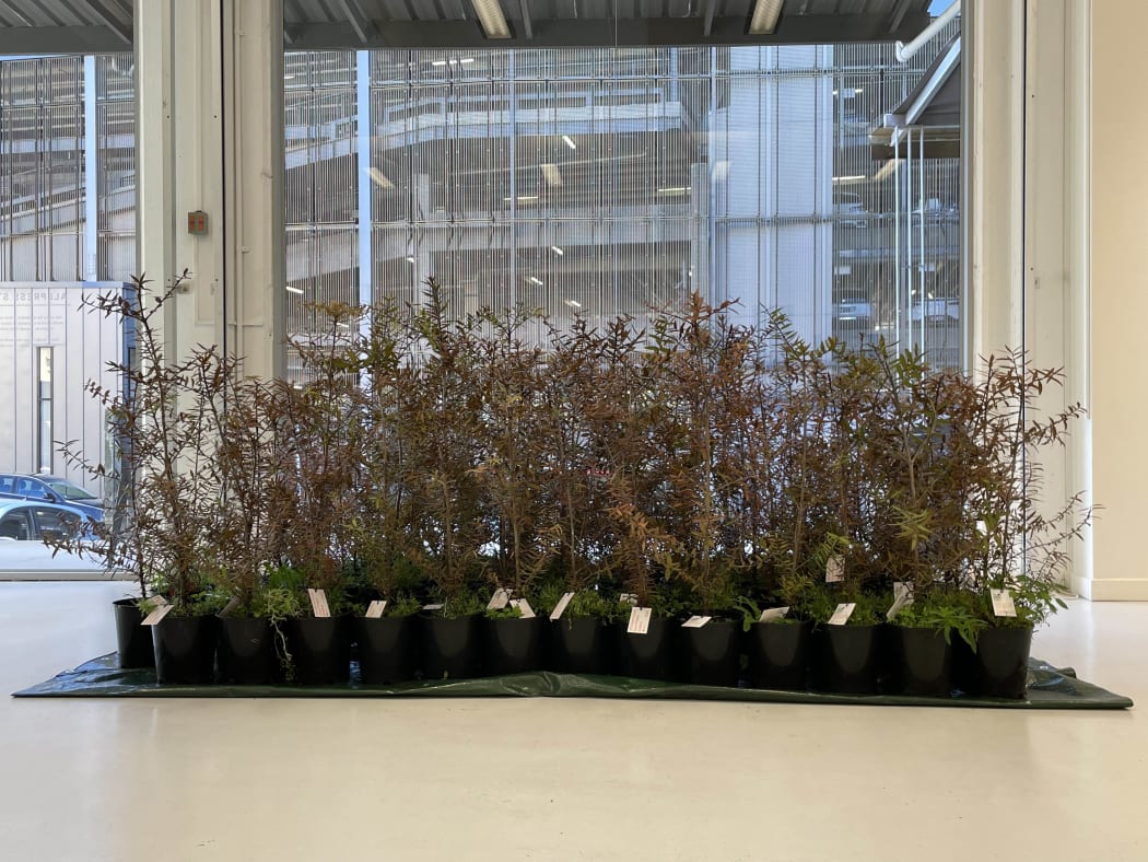 Kauri saplings at Allpress