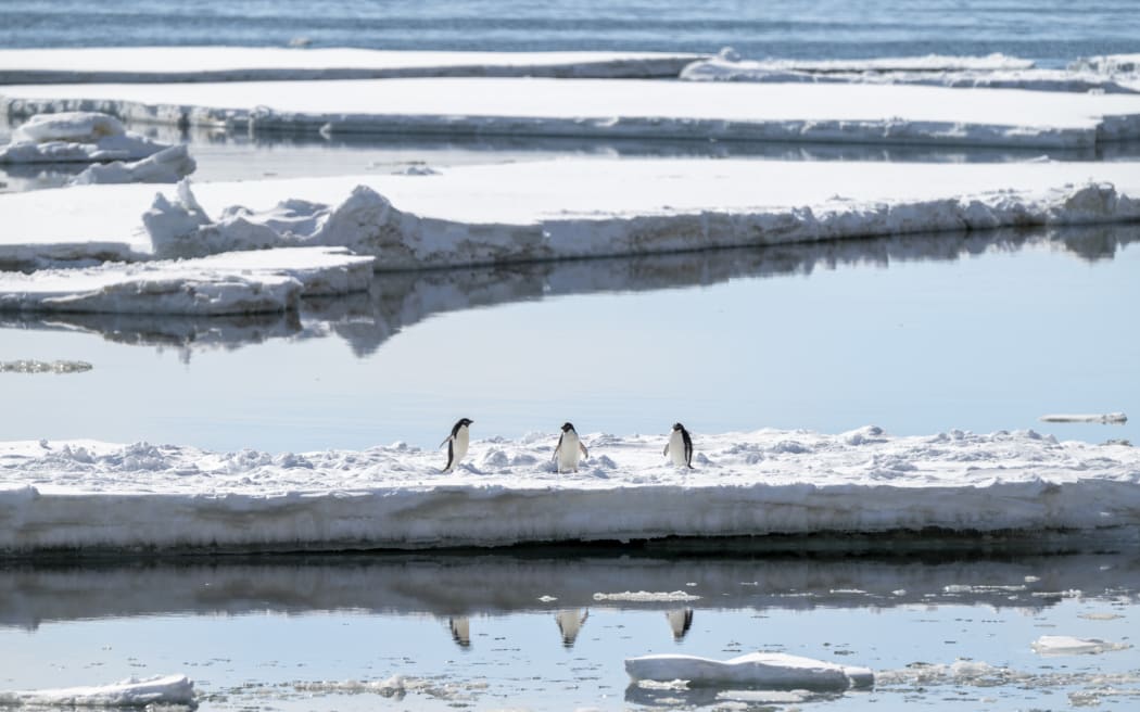 Three penguins on sea ice in the Gerlach inlet next to the Mario Zucchellis station, the Italian base in Terra Nova Bay.