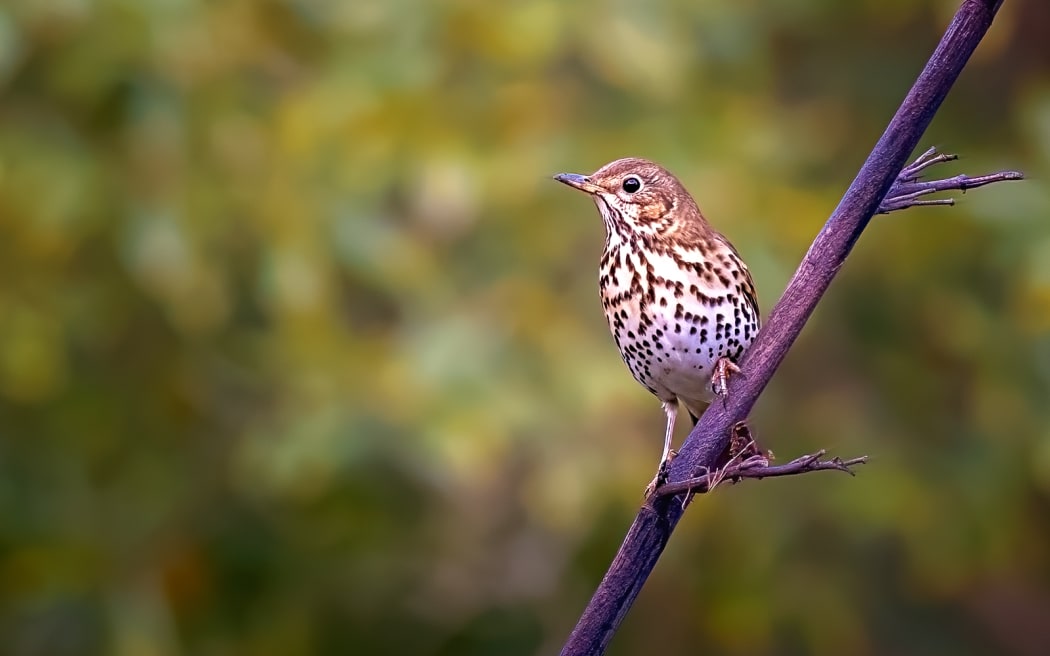 Amy Boyce caught a brilliant shot of a song thrush that was chosen as the winner of the NZ Garden Bird photo competition in 2023 and graced the cover of the State of NZ Garden Birds