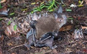 Short-tailed bats spend more time running around on the ground than any other species of bat. They furl their wings out of the way to protect the delicate flight membranes, and the membrane that encloses their short tail is small, hence their name.