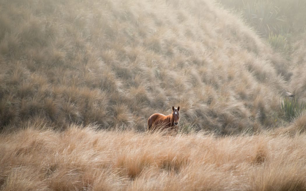 A wild horse roaming in the tussock in the Kaimanawa mountain ranges.