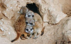 Auckland Zoo's meerkat Adia has had a litter of four pups.