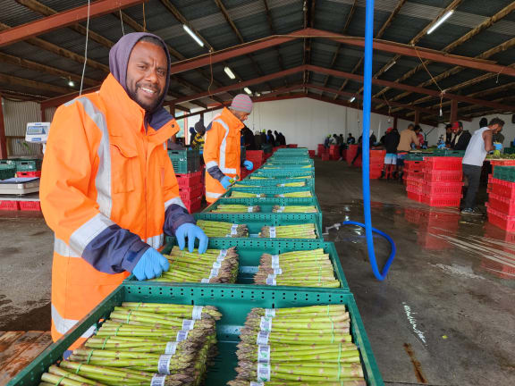 Glen Towbah has worked eleven asparagus seasons and goes on to pick apples. The RSE scheme allows them to stay up to seven months in New Zealand over an 11-month period