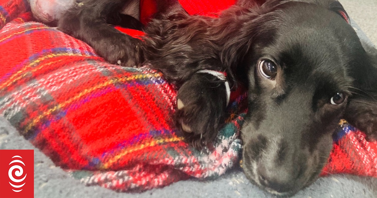 UK dog with six legs has operation to remove extra limbs - Vimarsana News