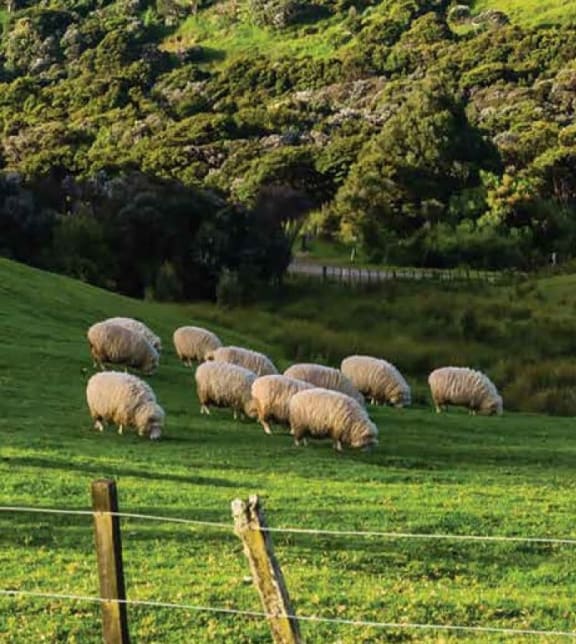 Sheep.