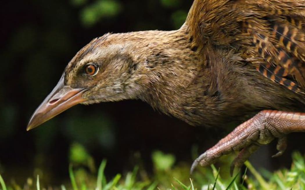 Weka