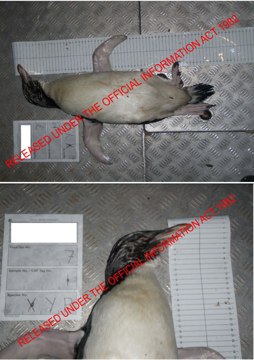 A dead yellow-eyed penguin