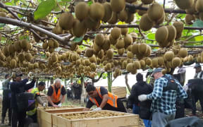 Employers and workers picking kiwifruit in New Zealand's Bay of Plenty.