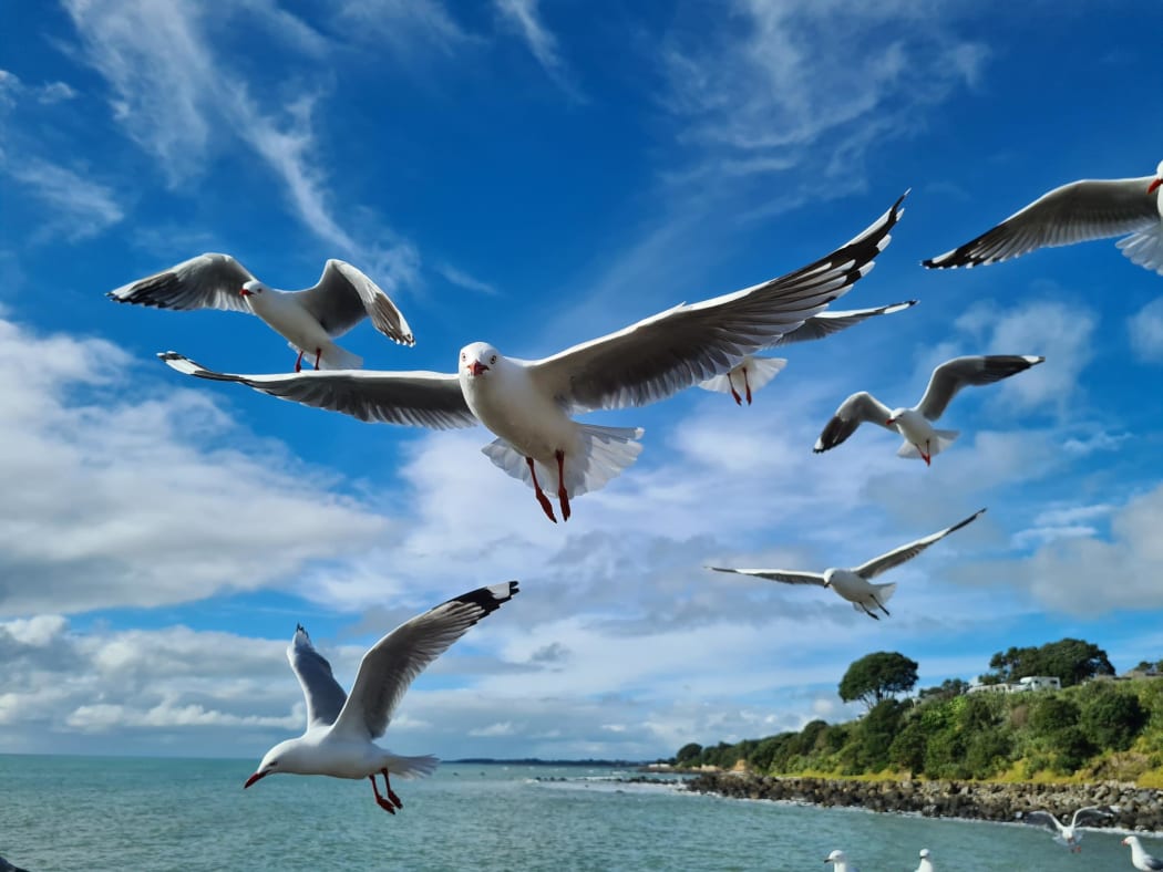 seagulls
