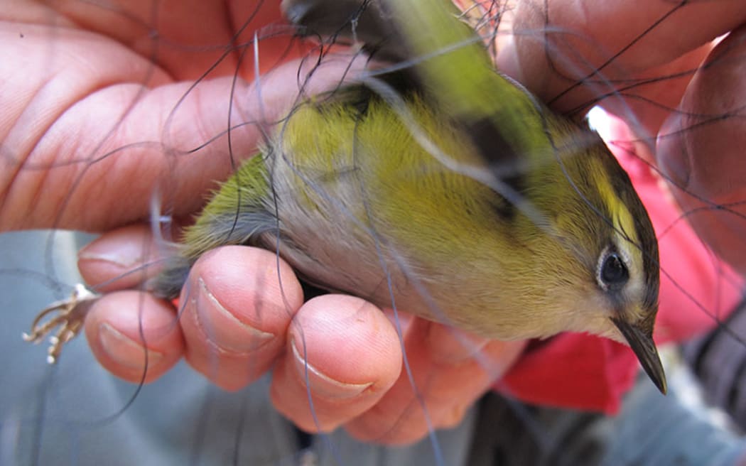 Pīwauwau rock wren captured in Fiordland's Murchison Mountains for transfer to a predator-free island