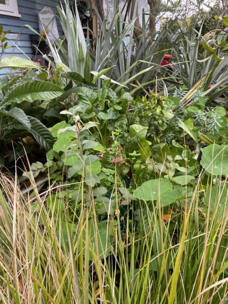 Shaking a silver beet seed head here amongst grasses makes for easy picking along the front path.